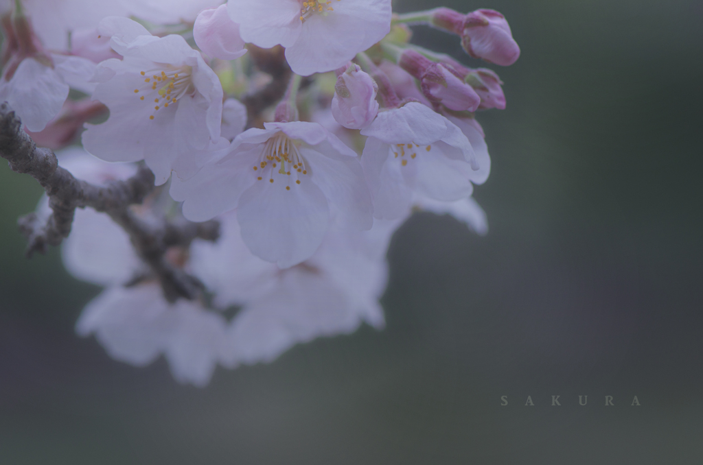 sakura