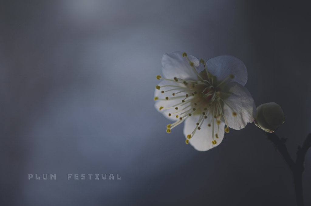 plum festival