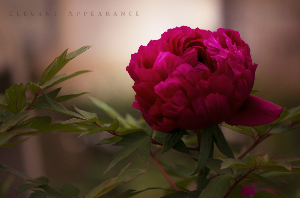 elegant appearance