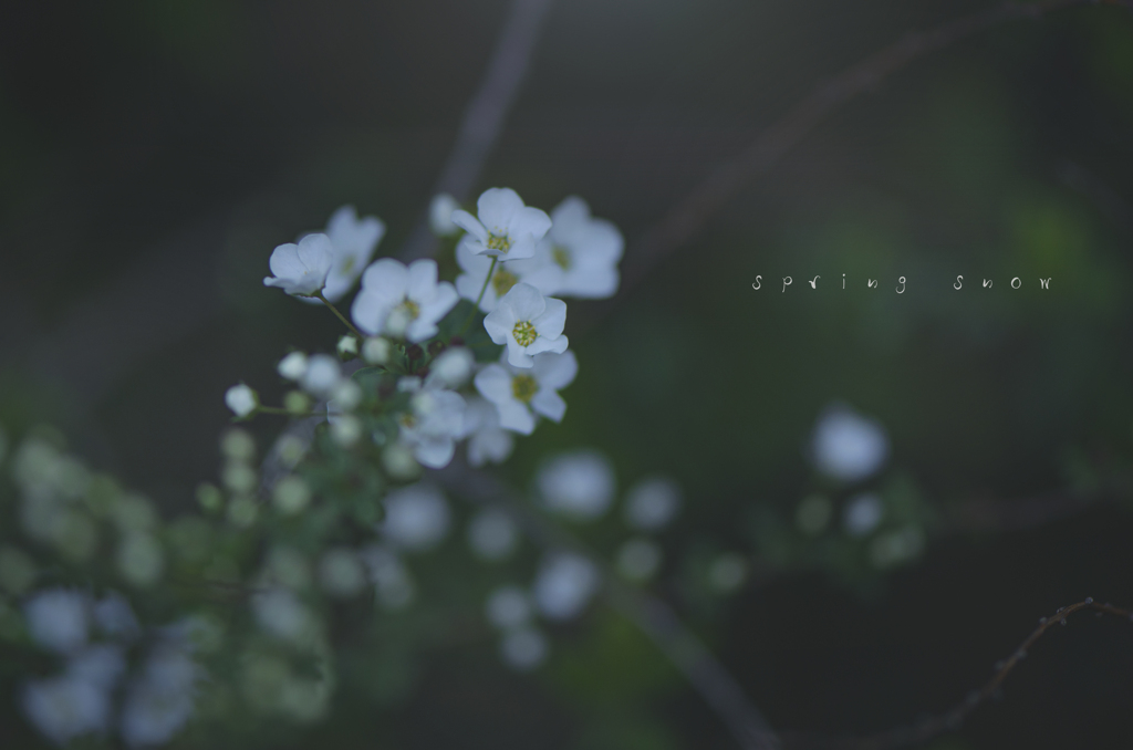 spring snow