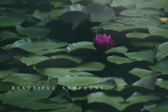 beautiful symphony