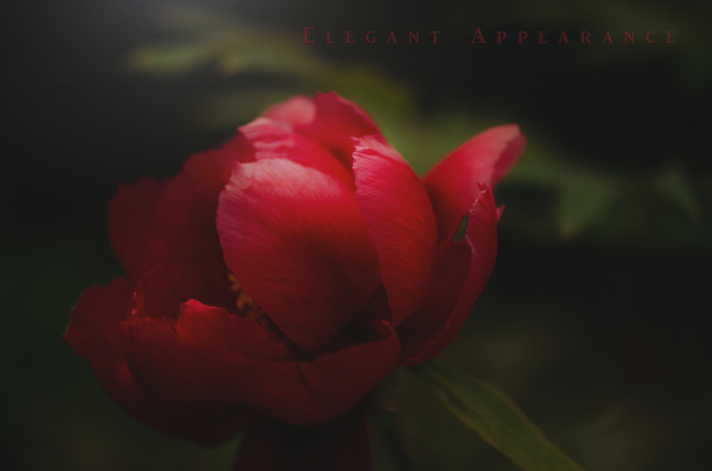 elegant appearance