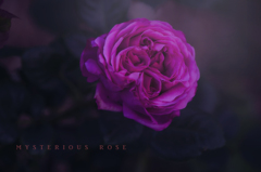 mysterious rose