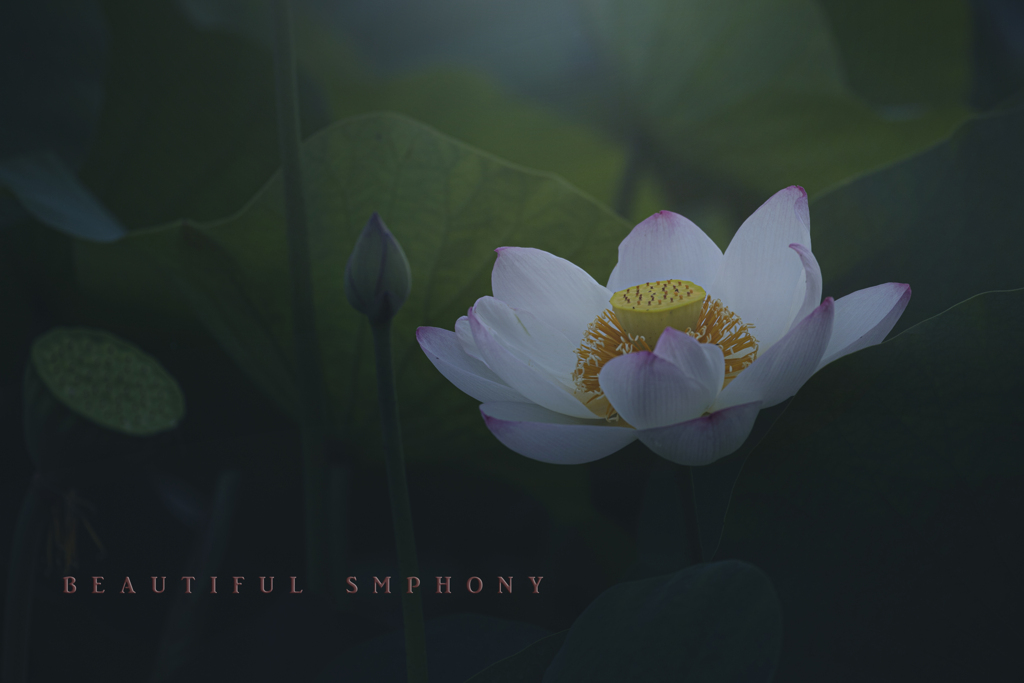 beautiful symphony