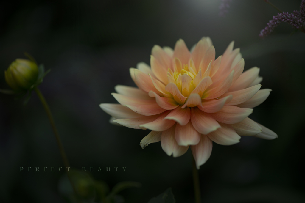 perfect beauty