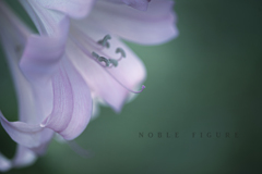 noble figure