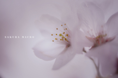 sakura macro