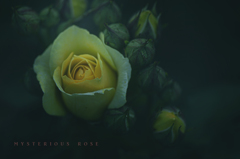 mysterious rose