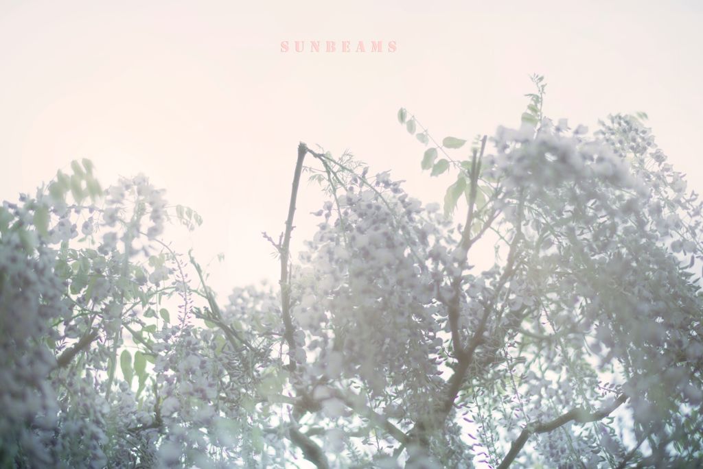sunbeams