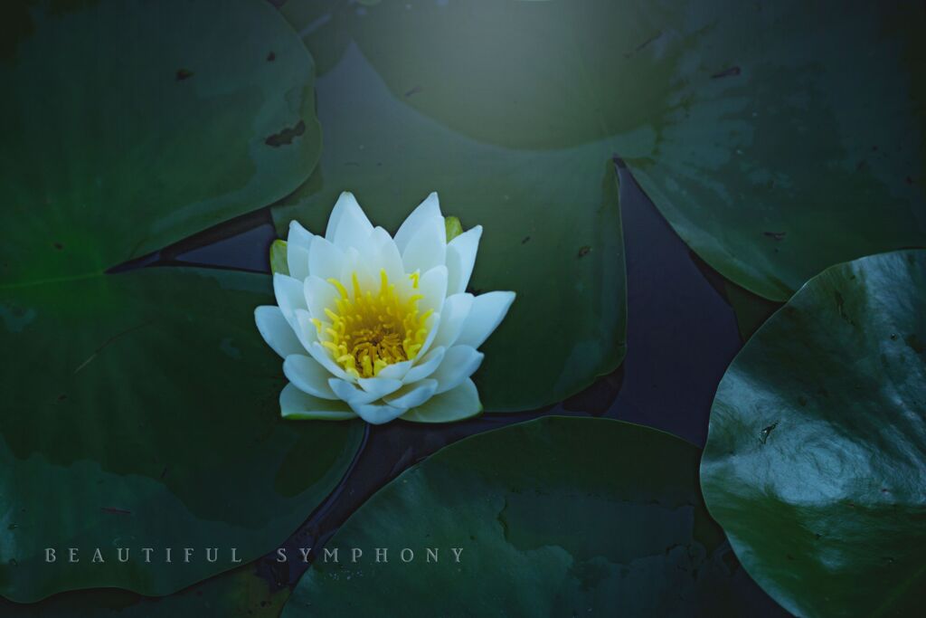 beautiful symphony