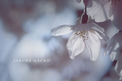 sakura macro