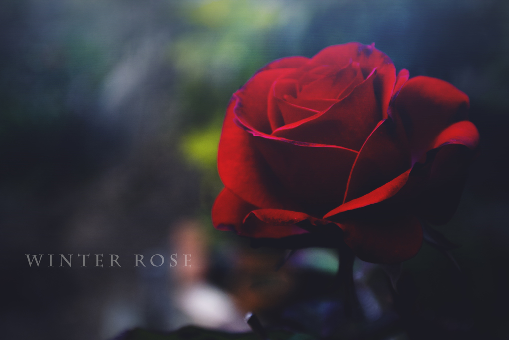 winter rose