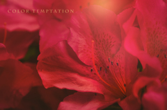 color temptation