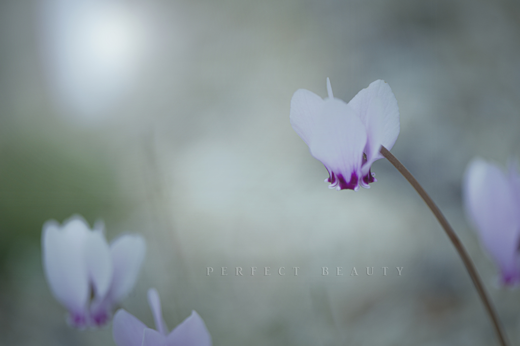perfect beauty