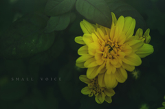 small voice