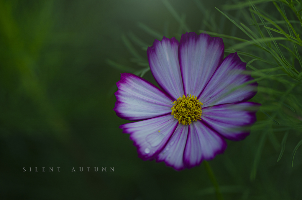 silent autumn