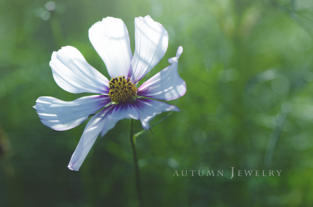 autumn jewelry