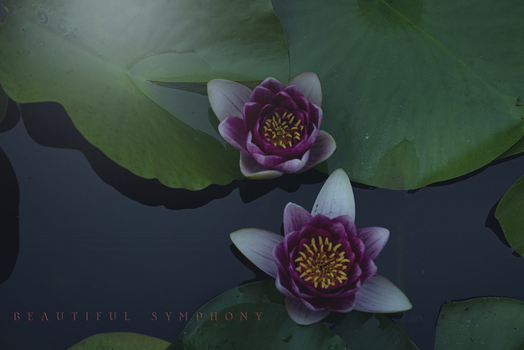 beautiful symphony