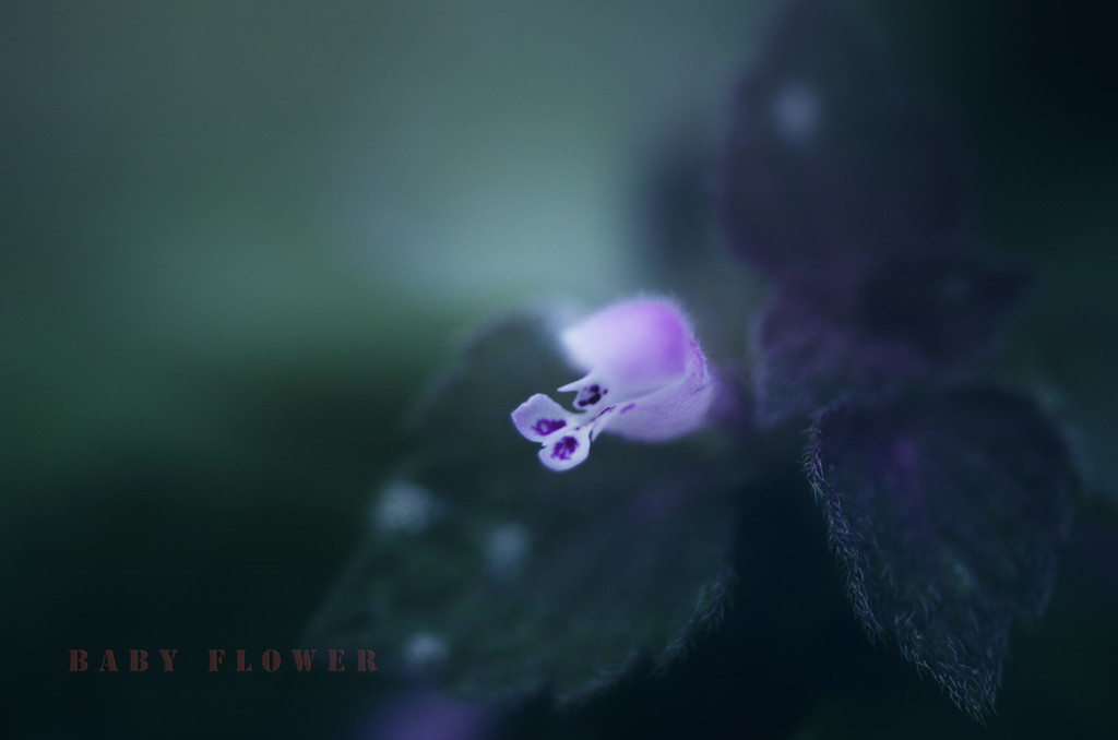 baby flower