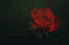 mysterious rose