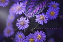 healing flower