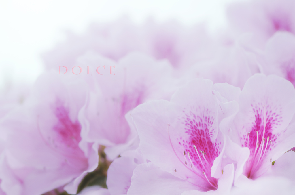 dolce