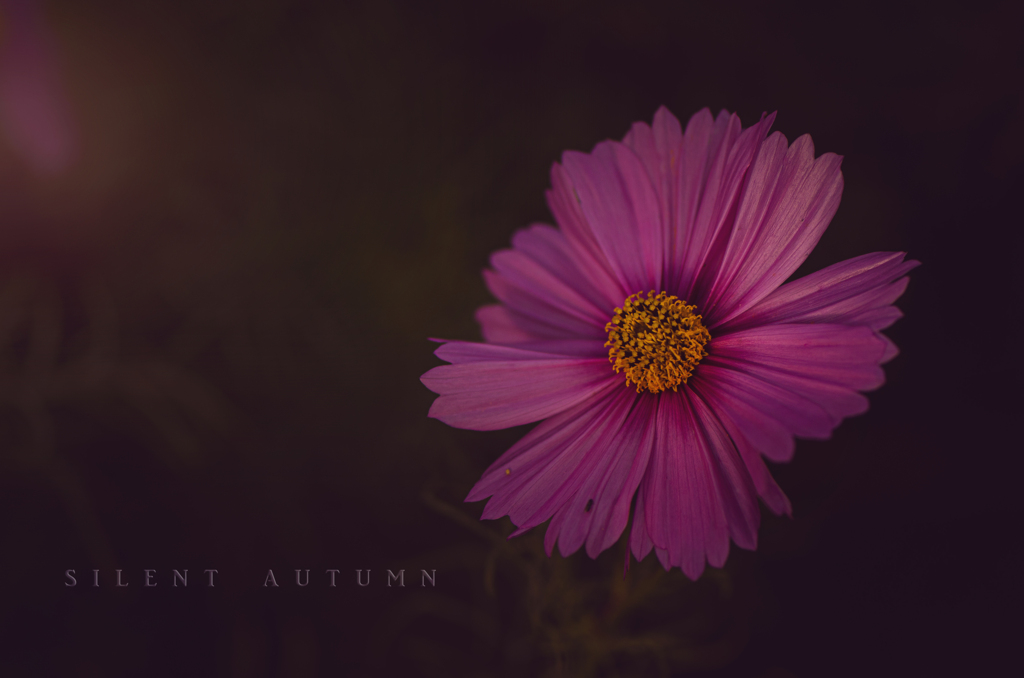 silent autumn