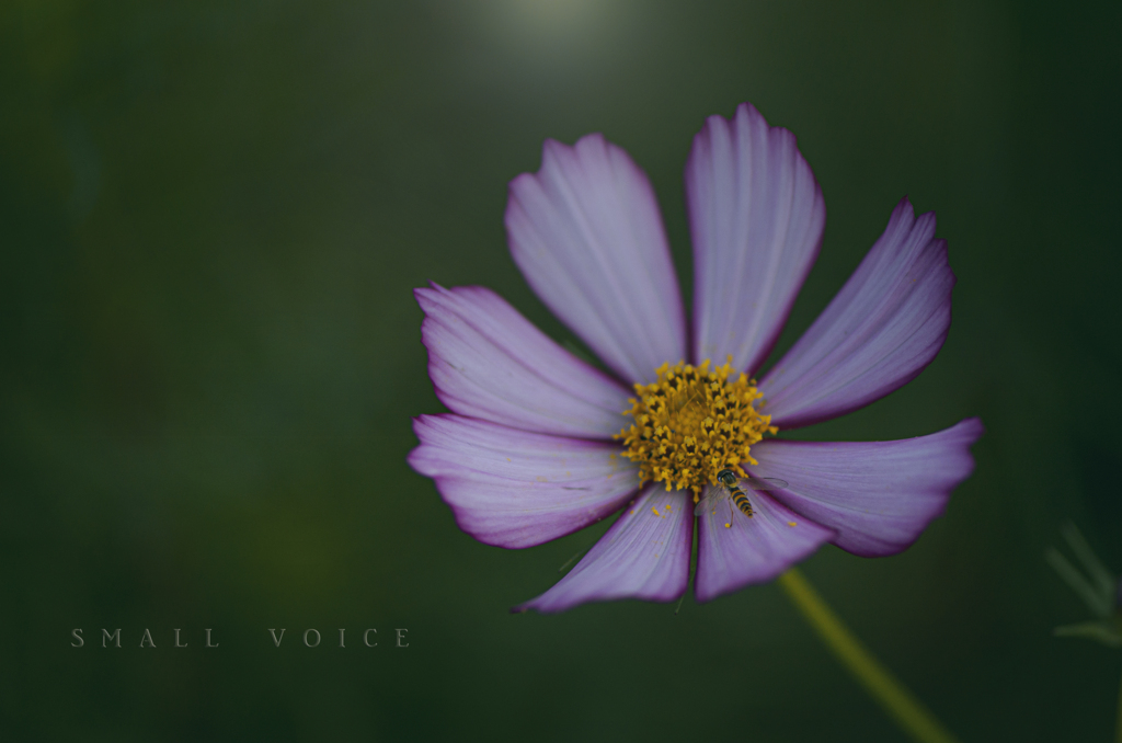 silent autumn