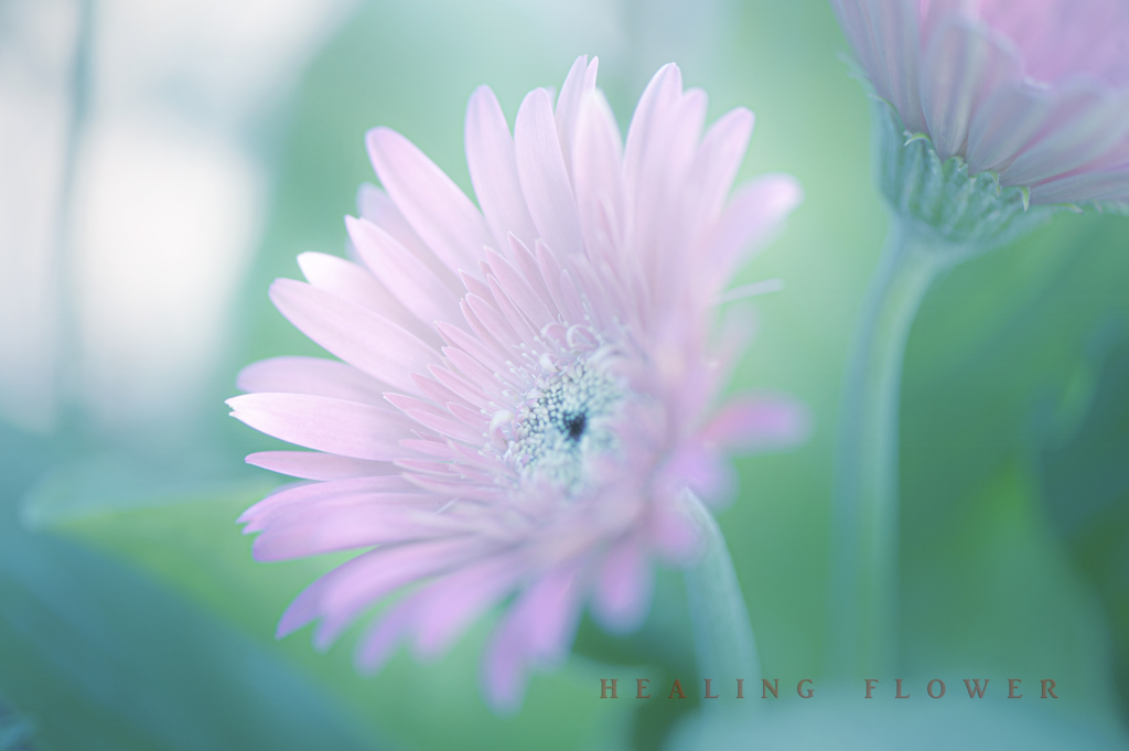 healing flower