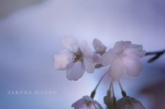 sakura macro