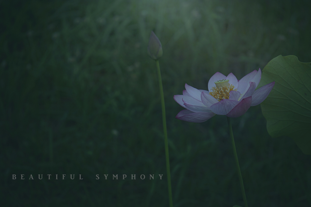 beautiful symphony