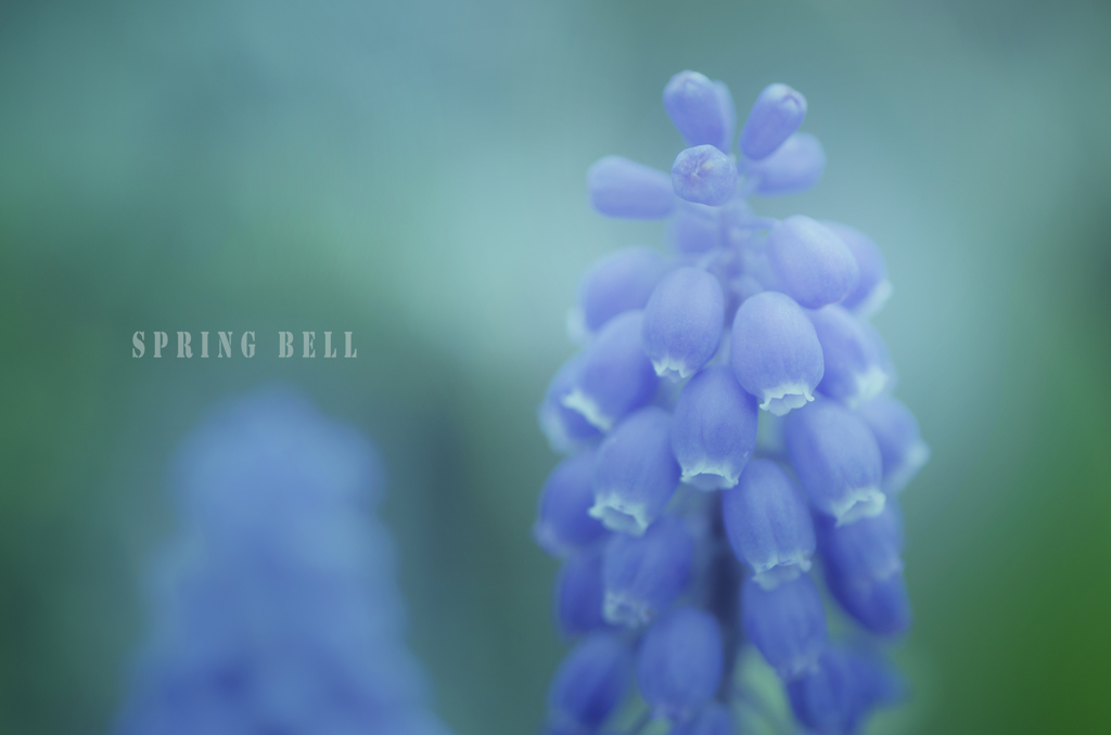 spring bell