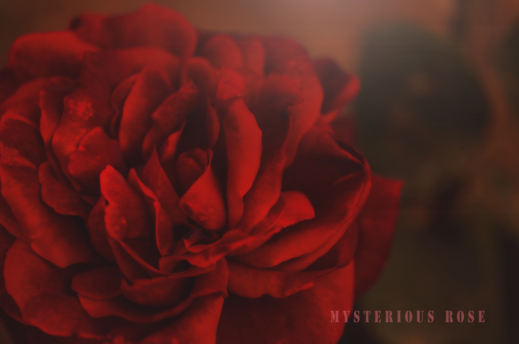 mysterious rose