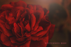 mysterious rose