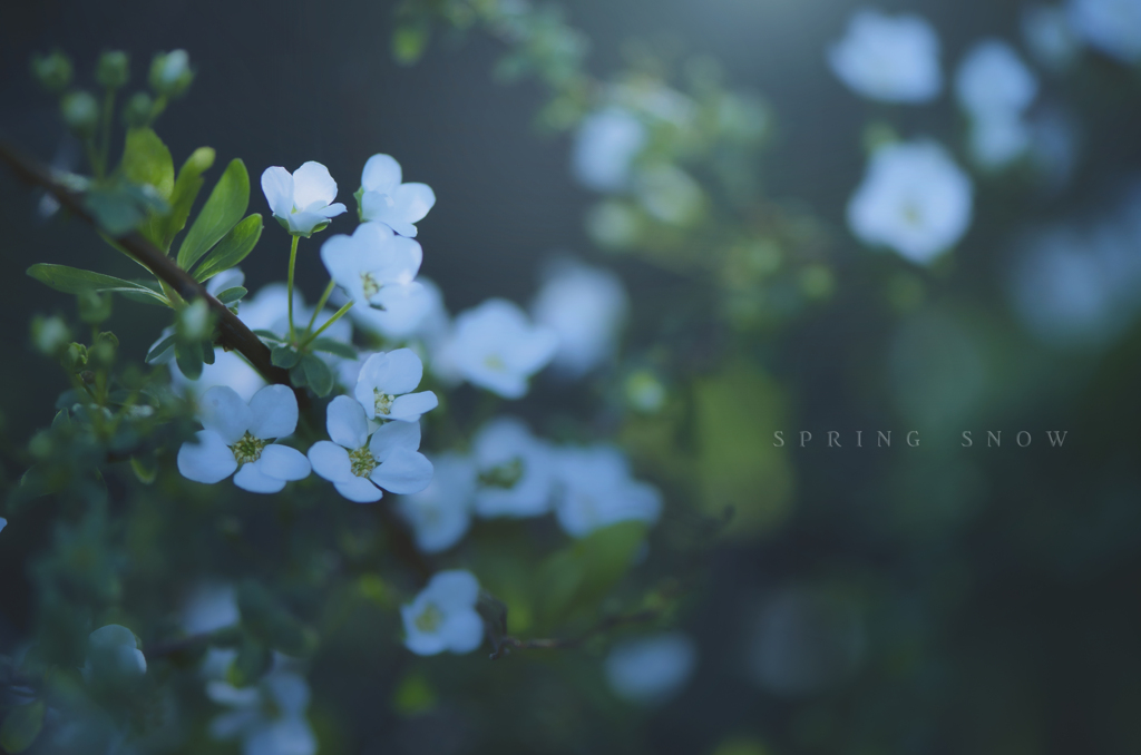 spring snow 