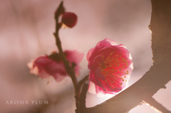 aroma plum