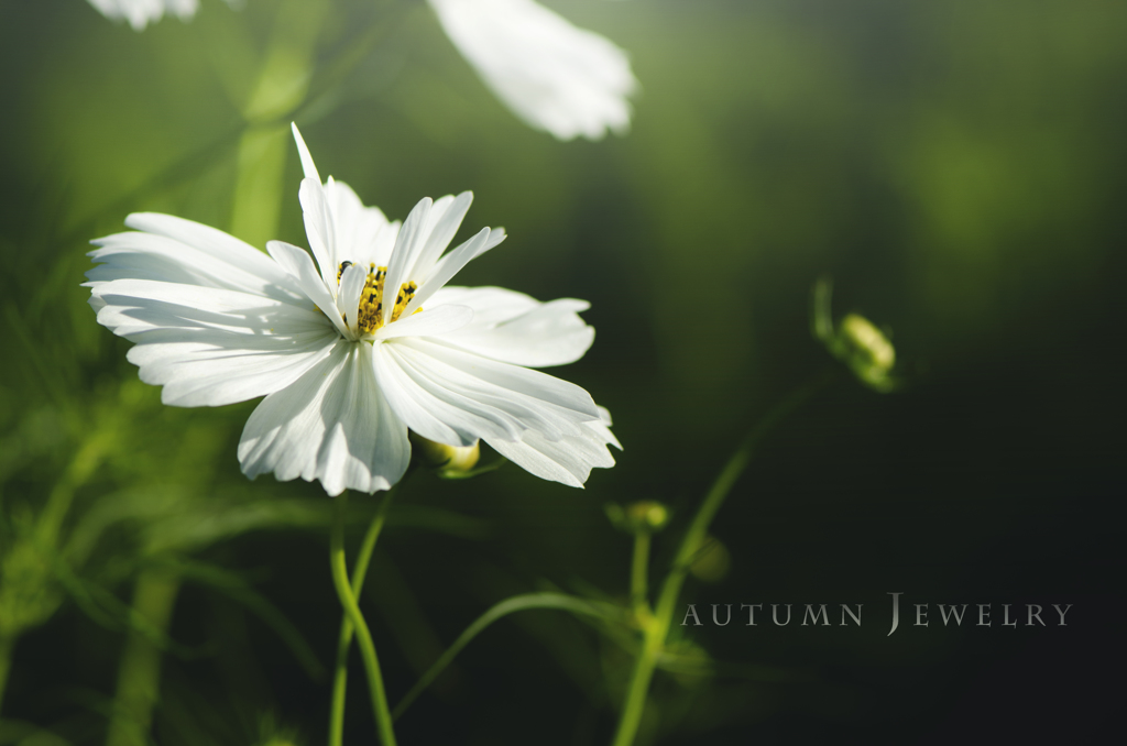 autumn jewelry