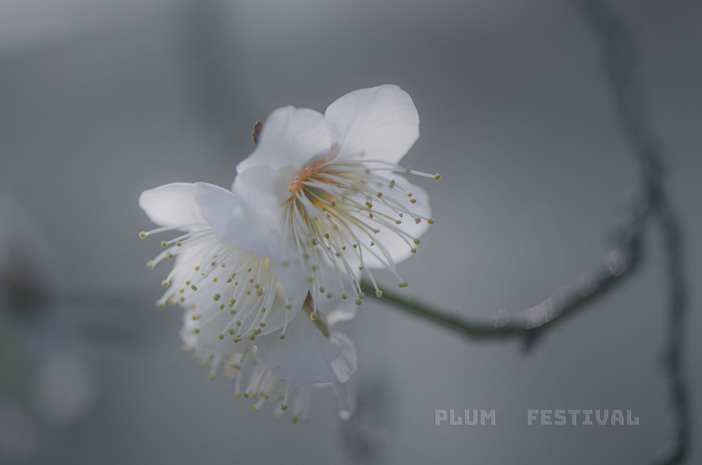 plum festival