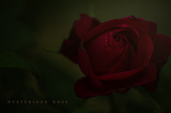 mysterious rose