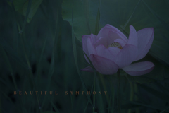 beautiful symphony