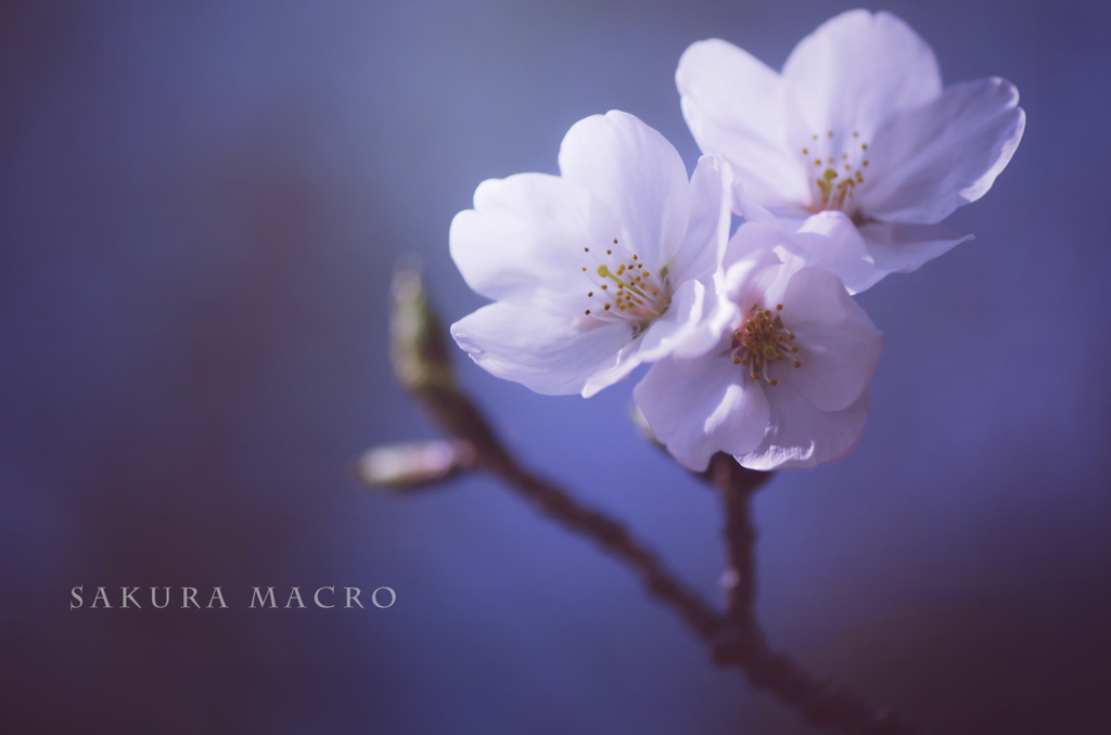 sakura macro