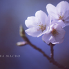 sakura macro