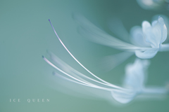 ice queen