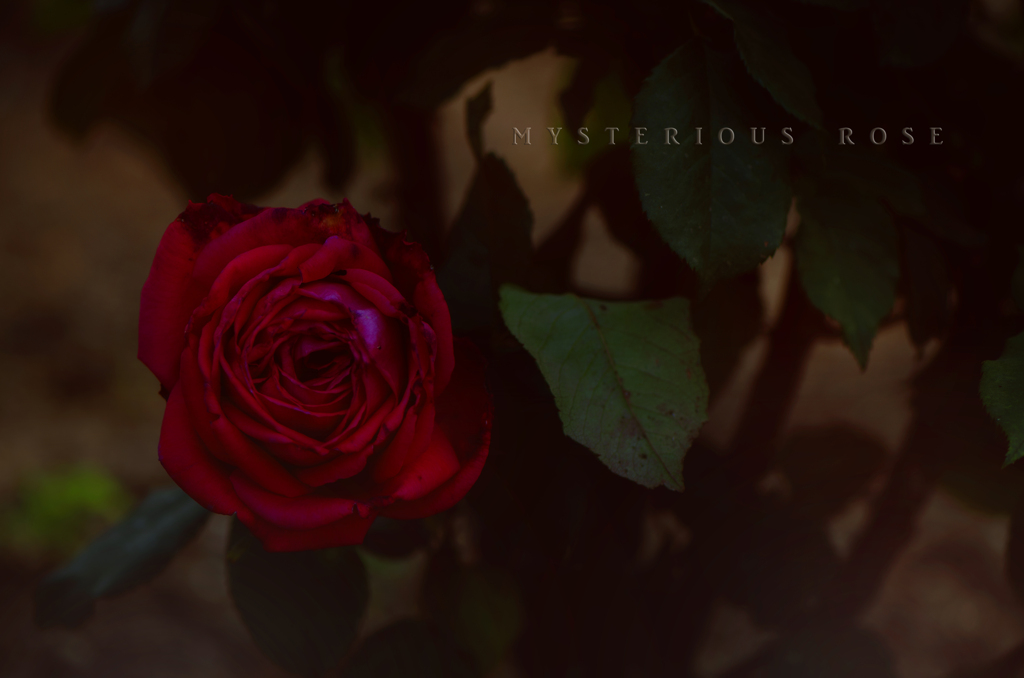 mysterious rose