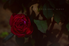 mysterious rose