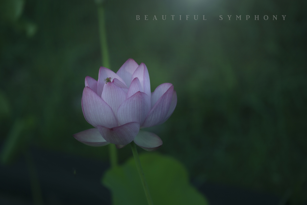 beautiful symphony