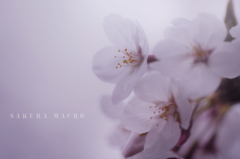 sakura macro