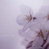 sakura macro