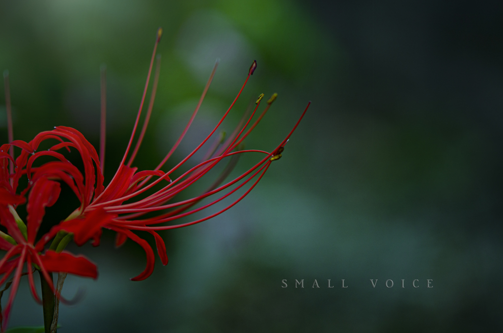 small voice