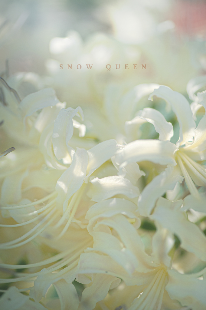 snow queen
